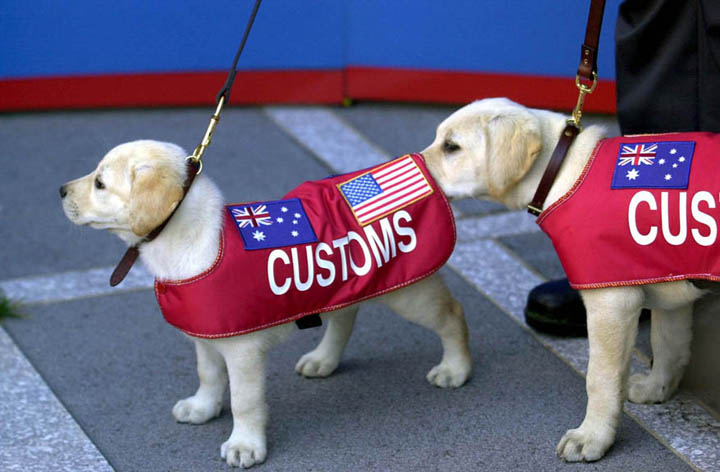 Customs dogs