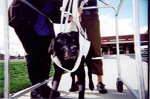 Holly and Shelly with Plato in his sling