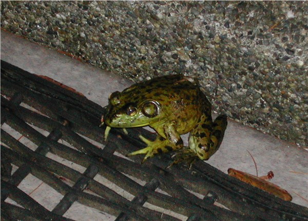 Leopard frog, 2002