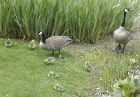 Canada geese and goslings, 2002