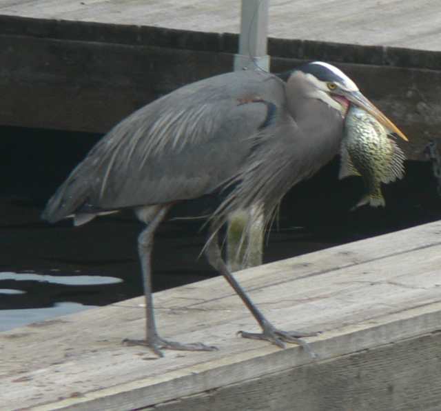 Great Blue Heron (with fish), 2007