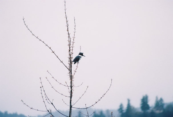 Kingfisher on Lake Sammamish