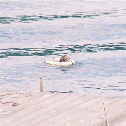 Nutria or muskrat