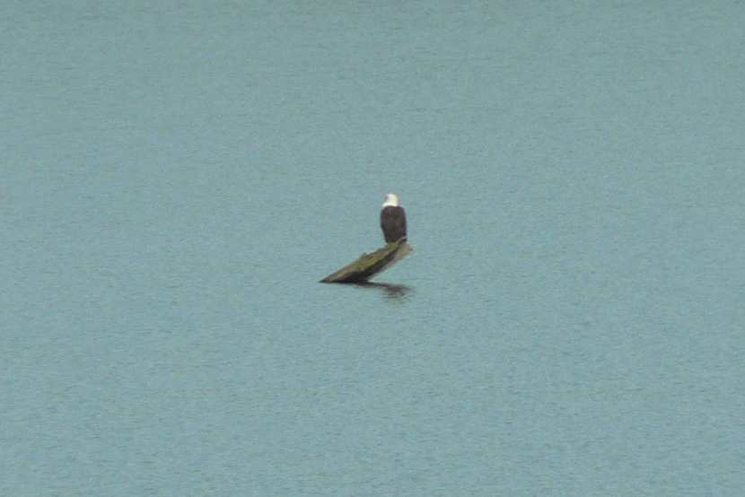 Bald eagle, 2006