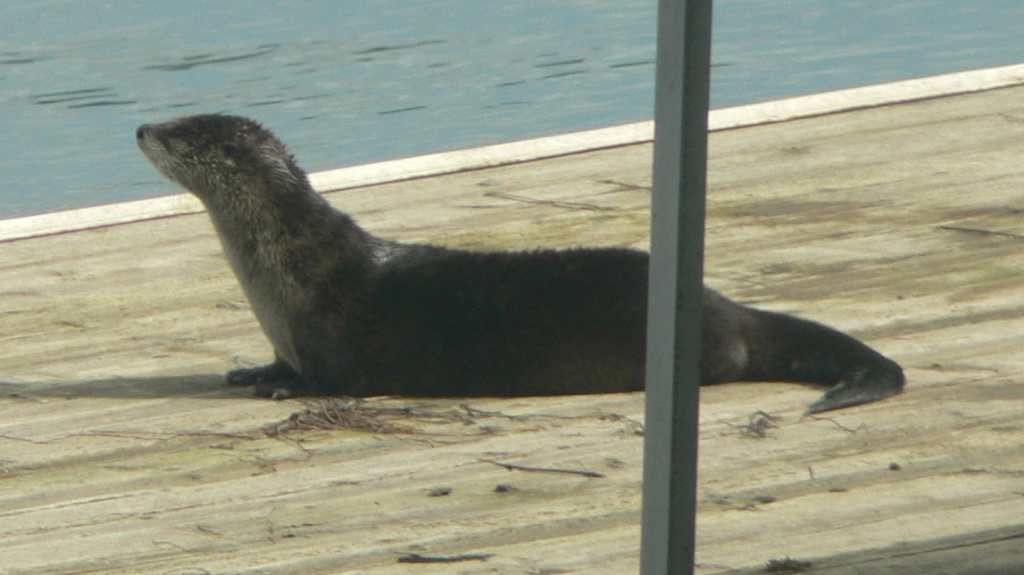 River otter, 2007