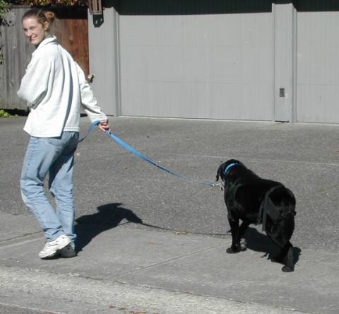 Tracy walking Plato