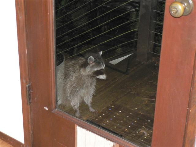 Raccoon, 2007