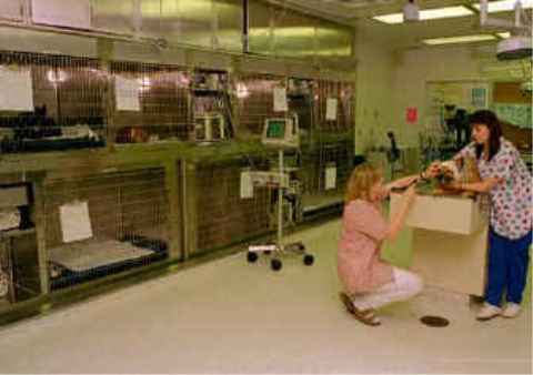 WSU ICU